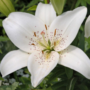 Easter-Lily