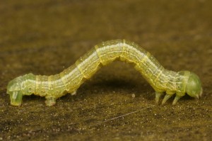 cankerworm