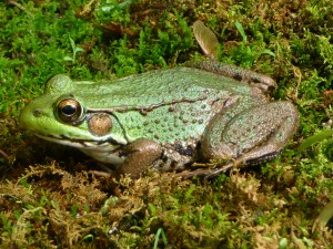 greenfrog