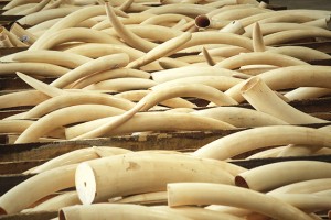 Ivory tusks are stored in boxes at Hong Kong Customs after they were seized from a container from Nigeria