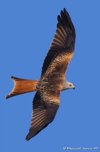 red kite