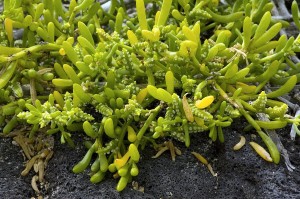 saltwort